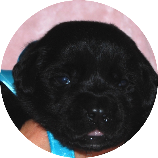 男の子(ブルー母犬エメラルド)(A child of & ) 男の子(ブルー母犬エメラルド)